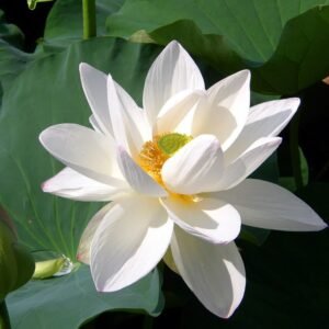 Reincarnation System What is a Reincarnation – Cabal elsewhere